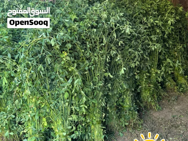 قت عماني نظيف قص يومي