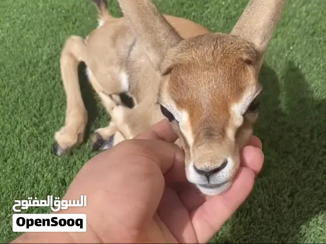 غزال ظبي  دماني ذكر العمر 3 اسابيع