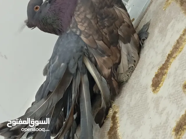 هنداوي امريكي