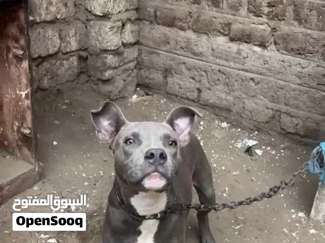 كلب بيتبول عمر 8شهور متعلم طاعه وشراس متطعم