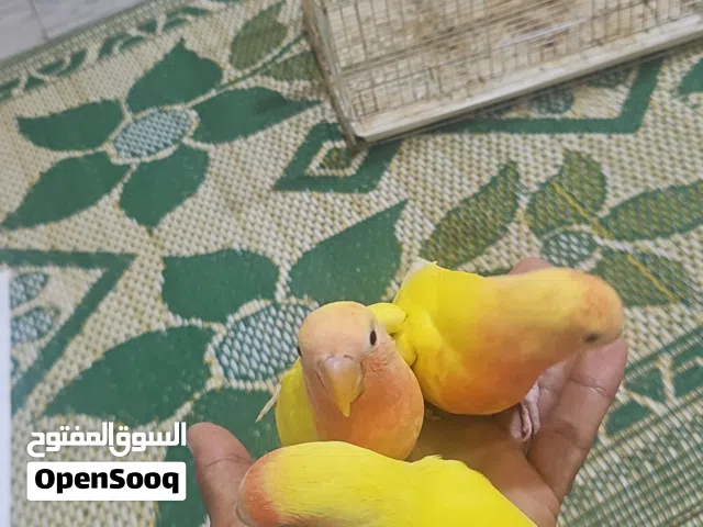 فروخ روز الارنج عيون حمرات