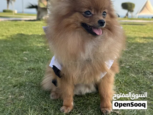 Mini Pomeranian