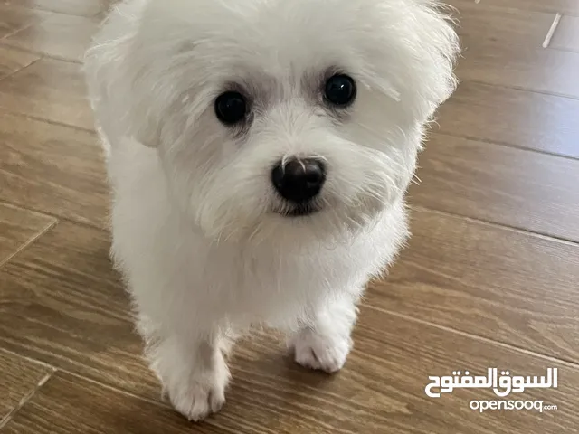 4 months old Male Maltese