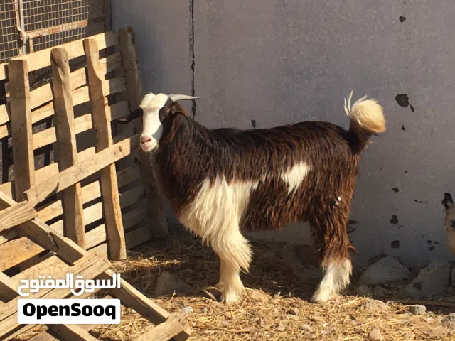 لوصف مهم  سعر 130