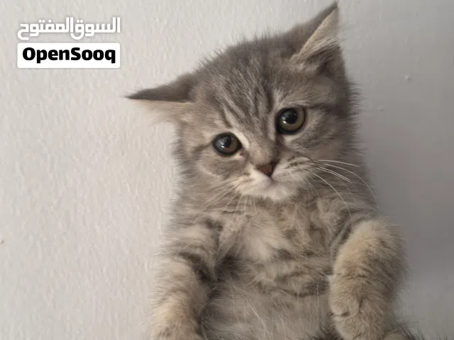 قطط سكوتش وسيامي وبرتش