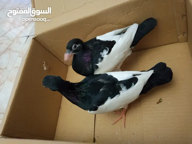 فراخ حمام انواع للبيع عدد 6