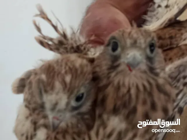 ثلاثه طروف البشق