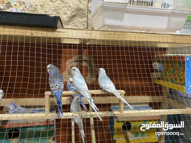 بادجي طيور الحب