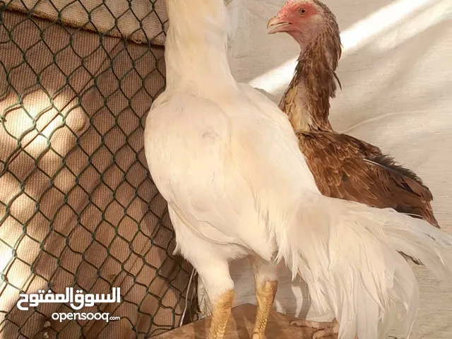 ديك باكستاني سندي للبيع
