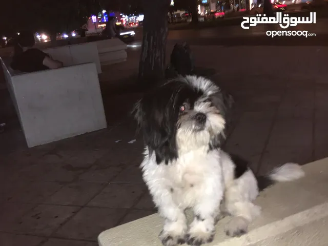 كلب شيتزو ذكر مدرب وعمره 5 شهور