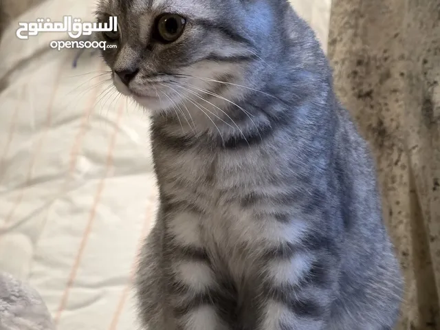 Adorable Grey Tabby British Shorthair Mix Kitten