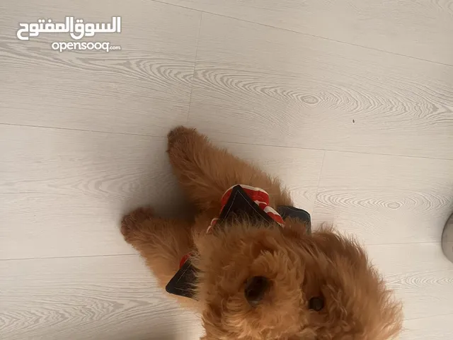 كلب بودل للبيع