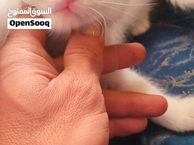 شيرازي شانشيله مكس بسعر مغريييي