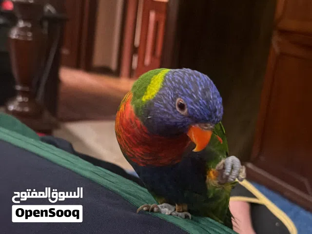 ببغاء لوري اليف + لعوب +ببغاء دره لاتينو اليف جدا + كويكر اليف