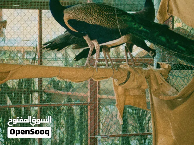 طاووس هندي انتاج اعمار سنه و نص الى سنتين