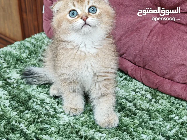 سكوتش فولد قولدن شانشيلا وبريتش قولدن جميلات جدا وبصحة ممتازة