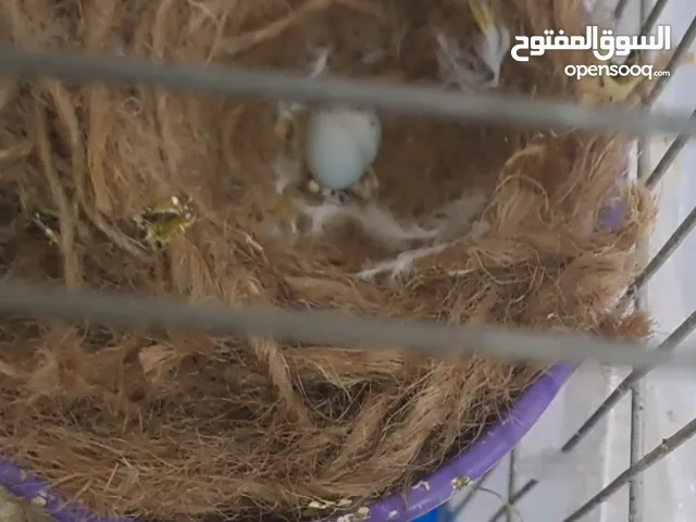جوزين كنارات واحد تحتيه بيضتين وبكمل وواحد تحتيه بيضه وبكمل البطن الثاني