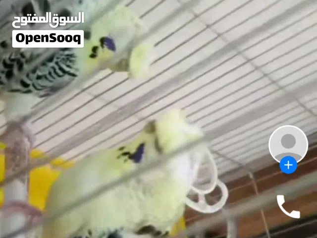 جوز هوقو رومو اول خيرو لون مميز