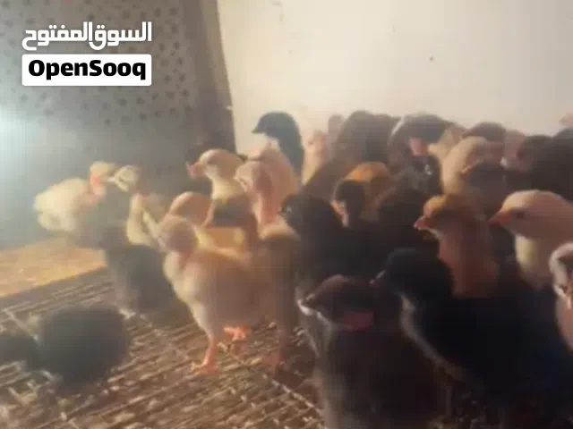 حرق اقرأ المزيد