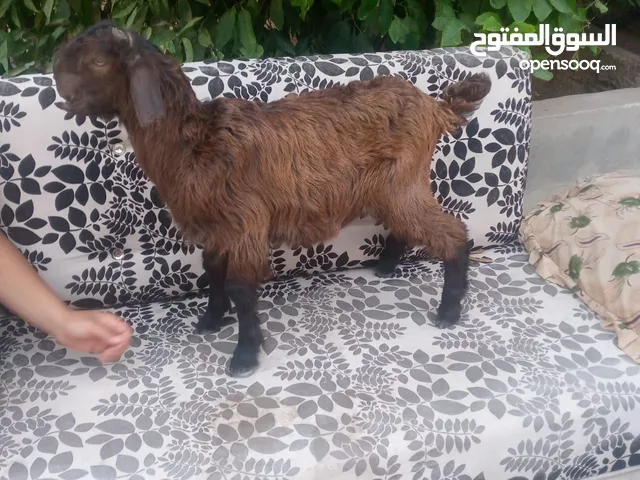 بسم الله ماشاء الله سخلة وجدي شاميات
