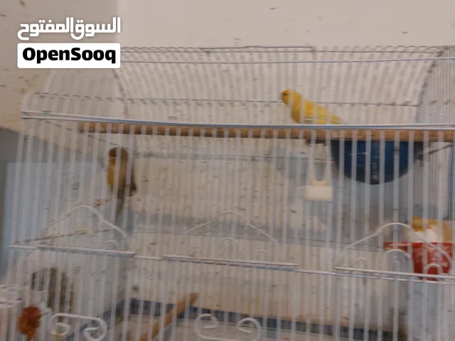 زوج كناري 18 دينار مع القفص