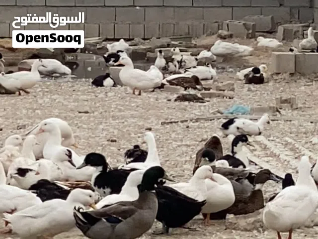 بش عربي بش عربي