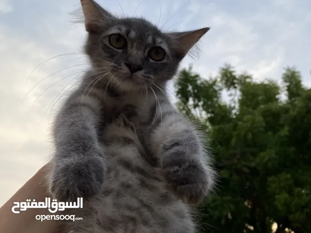 بيع القطط موقع الموالح