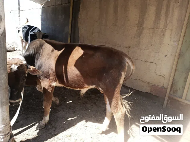 عجول ارخاص جوه السوك