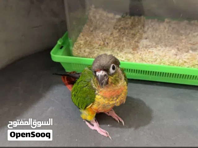 كنيور بلو شك