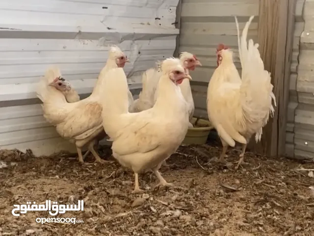 دجاج عربي ..