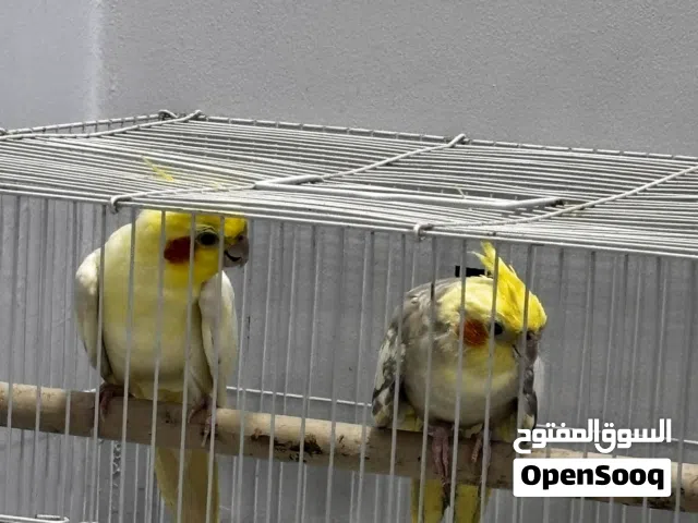 للبيع زوج كوكتيل
