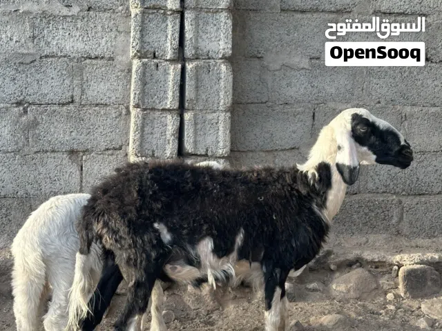 جعد  تهجين نجدي راهيات للبيع مع عيالهن 3