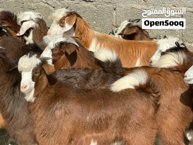 جدايا عمانيات جباليات سمان فل ما شاء الله كلهن من قطيع واحد لي يبحث للتربيه أو للذبح