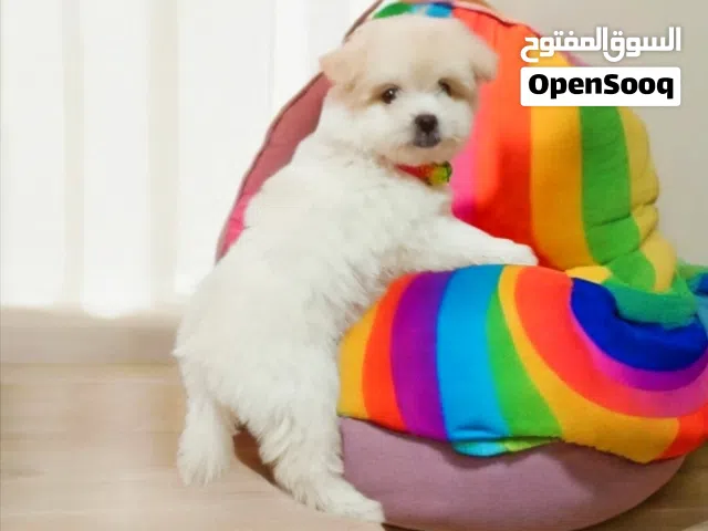 بنوته هافنيز ميني بيورر دبدوبه ماشاء الله