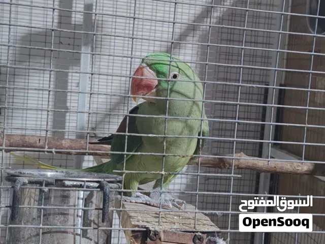 زوج درة إلكسندر منتجات