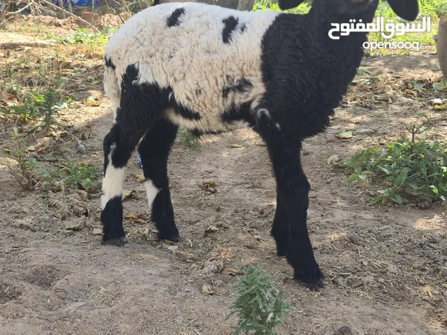 حولي حليب للبيع