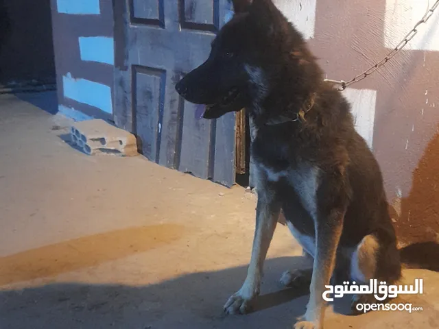 متاح كلب جيرمن مدرب عل طاعا وعل شراسه موجود ايلو فيديوهات وهو بهجم بدل علا حمام ودفع فرقه او بيع