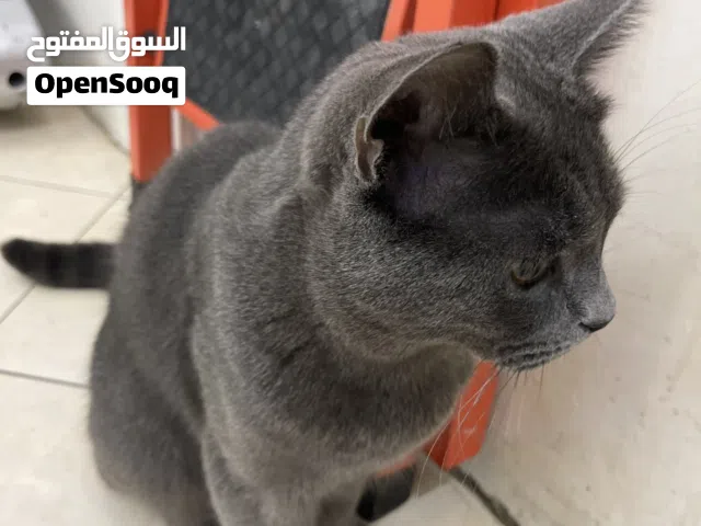 القصة ب40دينار