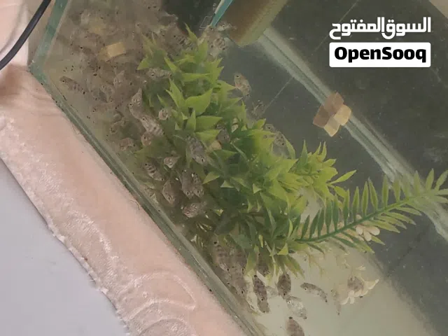 اسماك بولار عمر 3 شهور السعر من 300