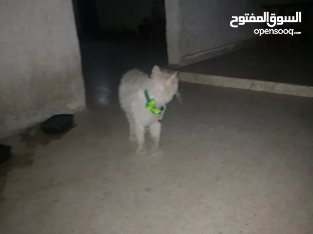 قطا عمر 16 شهر 2020