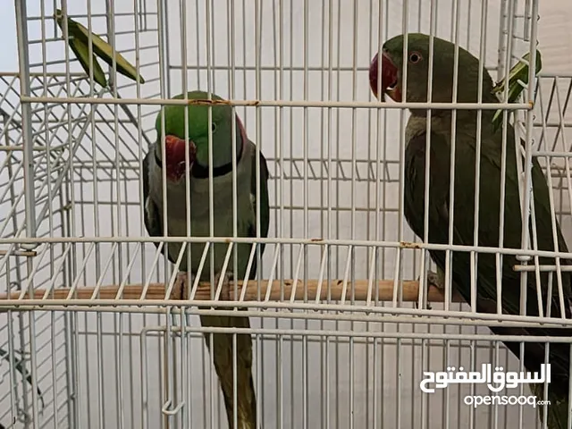 Green nepali parrot pair 2 جوز ببغاء نيبالي اخضر