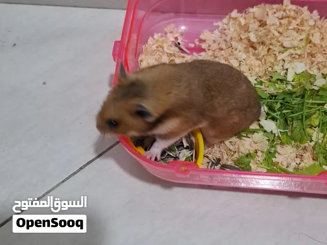 هامستر روسي هجين بسعر 80 درهم