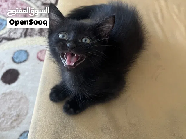 قطط للتبنى