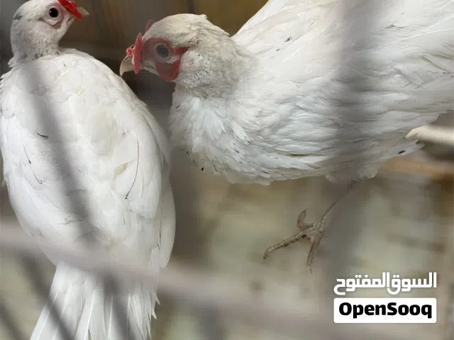 فزن لون ابيض زوج منتج ماشاءالله