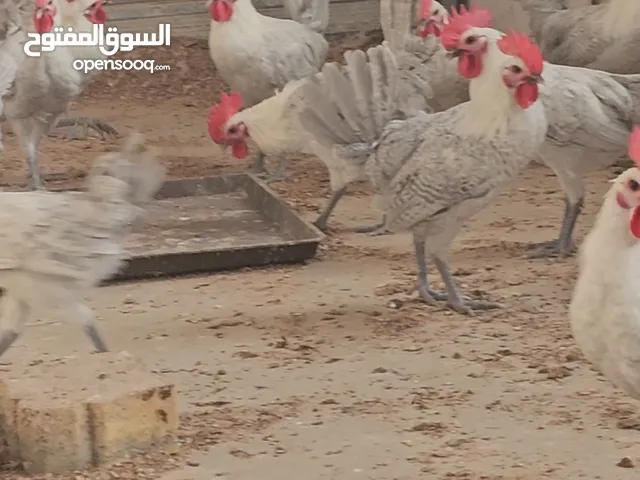 النوع . ديوك فيومى جولد الاصلى العدد . 40حبه الحاله . ممتازة العمر . 4شهور الموقع . العين.