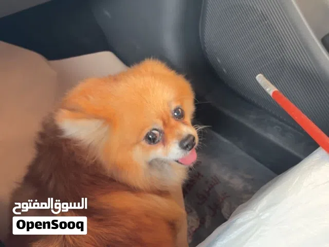 كلب بومريان