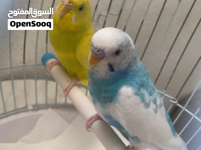 عصافير للبيع