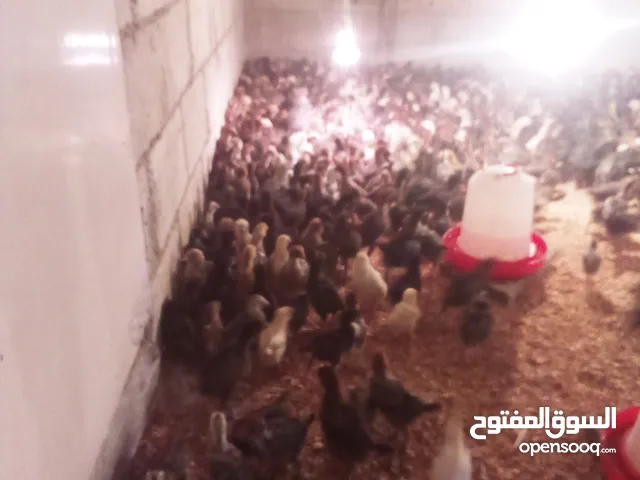 موجود صوص عمر 40 يوم مخلط رقابي مع باكستاني مخلص مطعيمو كلمه عدد بدك 50 ولا الف يعطيك سعر دينار