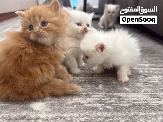 للبيع كيتن شيرازي