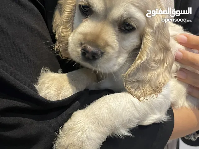 English cocker spaniel للبيع